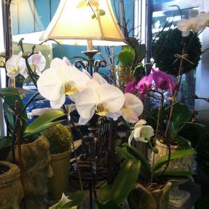 Phalaenopsis Orchid - White