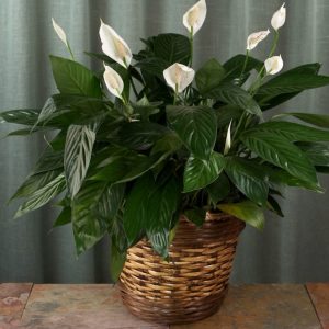 Peace Lily 10"