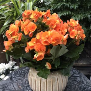 Orange Reger Begonia