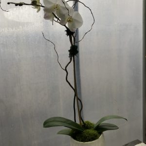 Premium Phalaenopsis Orchid