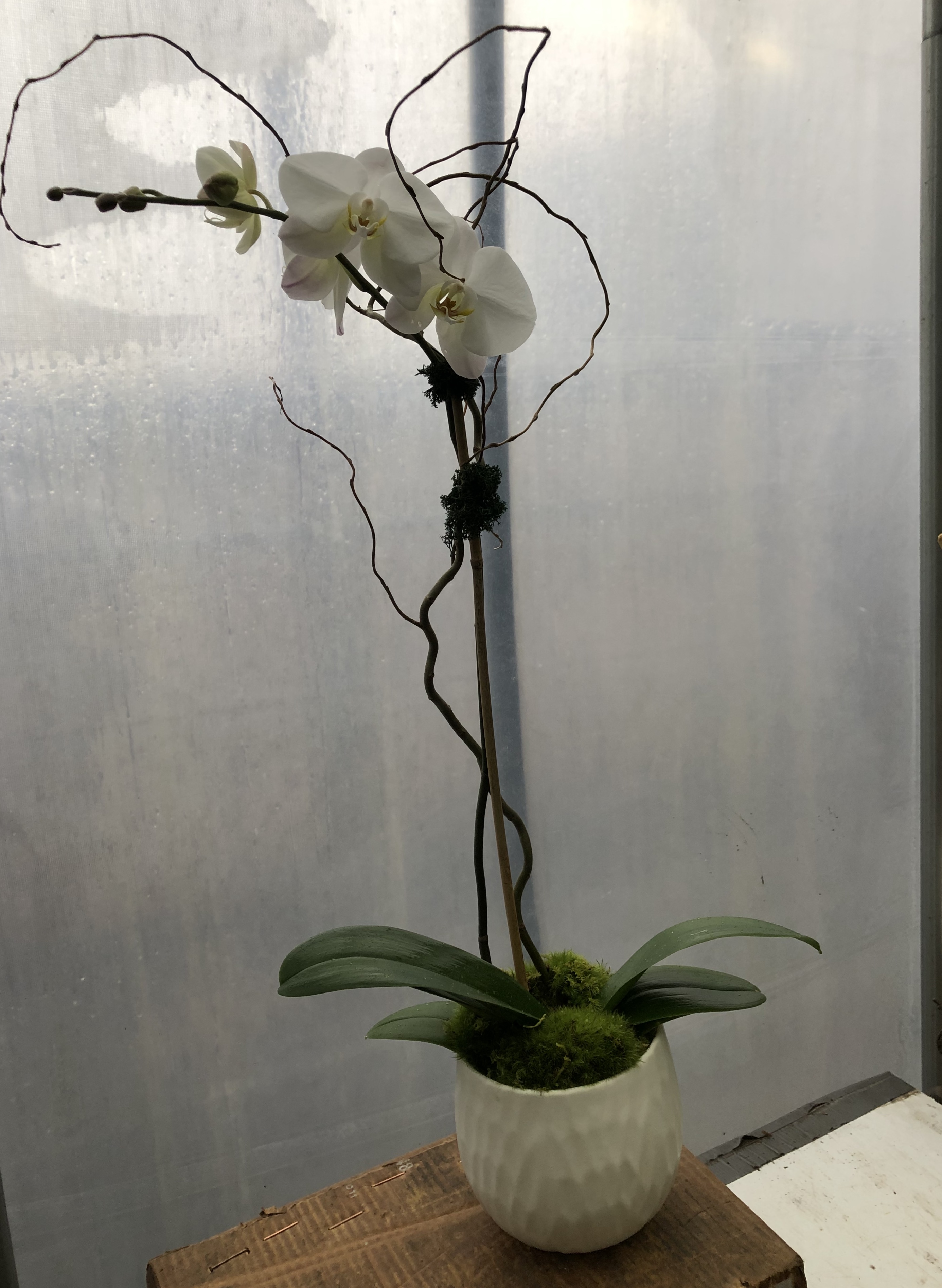 Lines Phalaenopsis Orchid Flower Mart