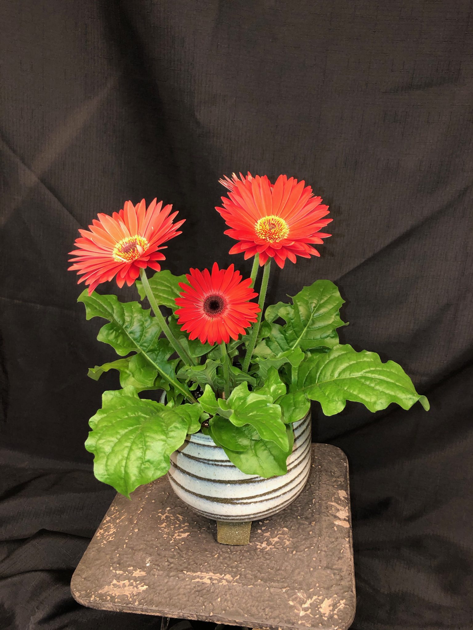 Gerbera Daisy Flower Mart