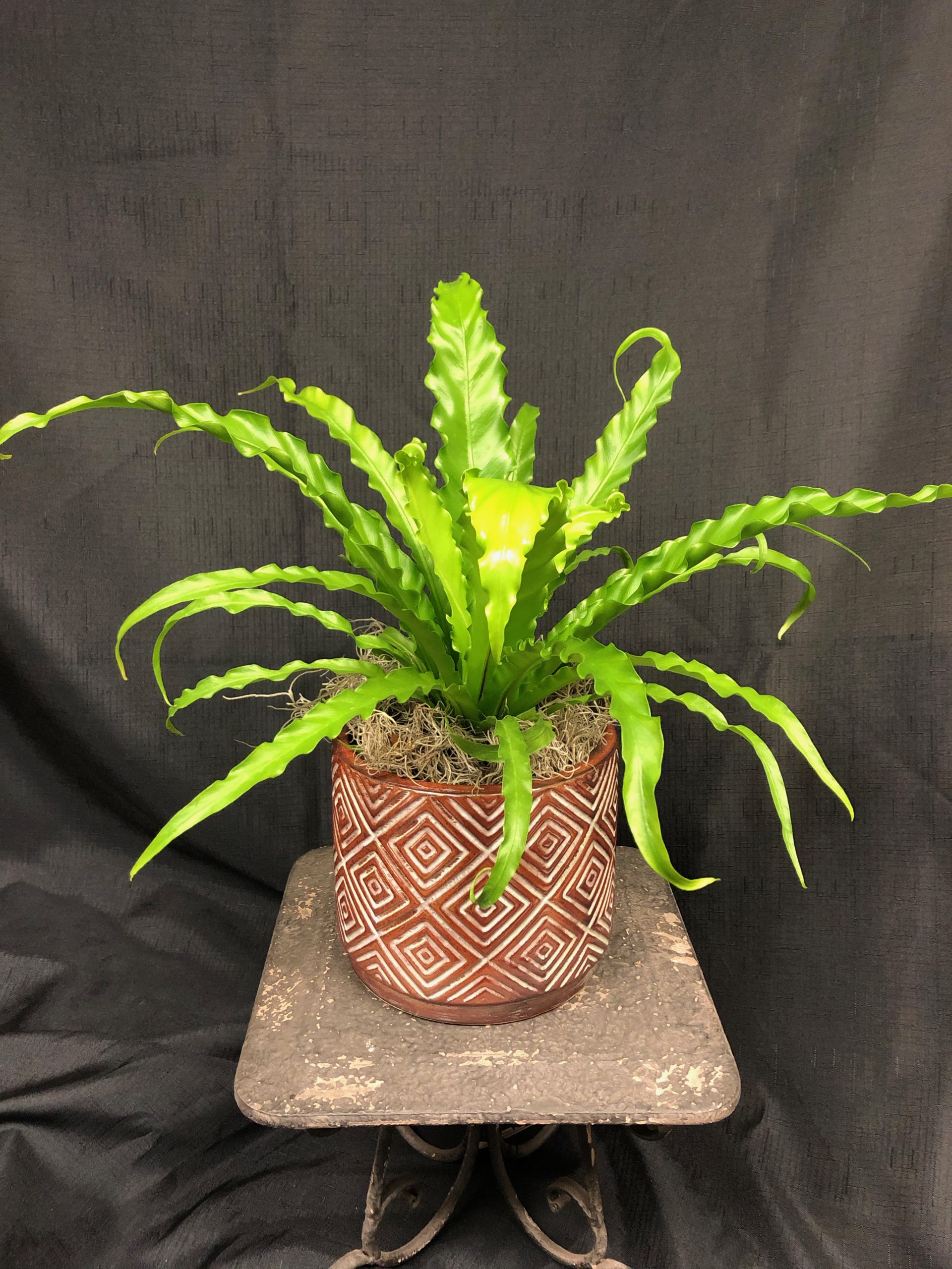 Birds Nest Fern Flower Mart