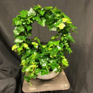 Ivy Hoop