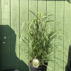 Zebra Grass #3