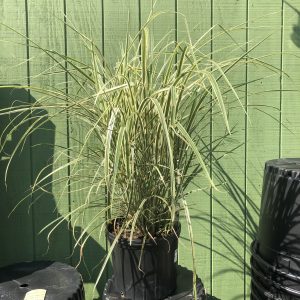 Miscanthus Grass Variegated #3
