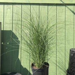Maiden Grass #3