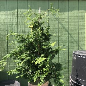 Slender Hinoki False Cypress #5